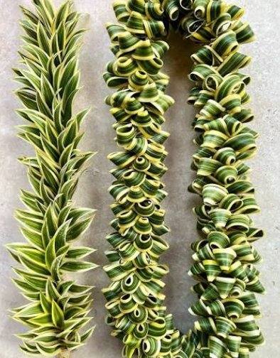 Song of India lei variations